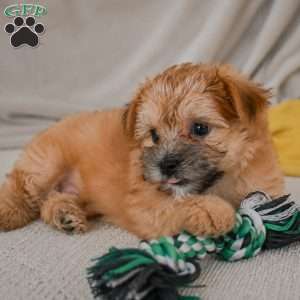 Benny, Morkie / Yorktese Puppy